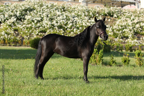 Portrait of nice arabian horse