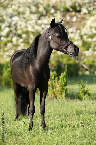 Portrait of nice arabian horse