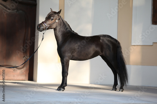 Portrait of nice arabian horse