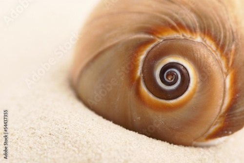 Closeup of shell on sand