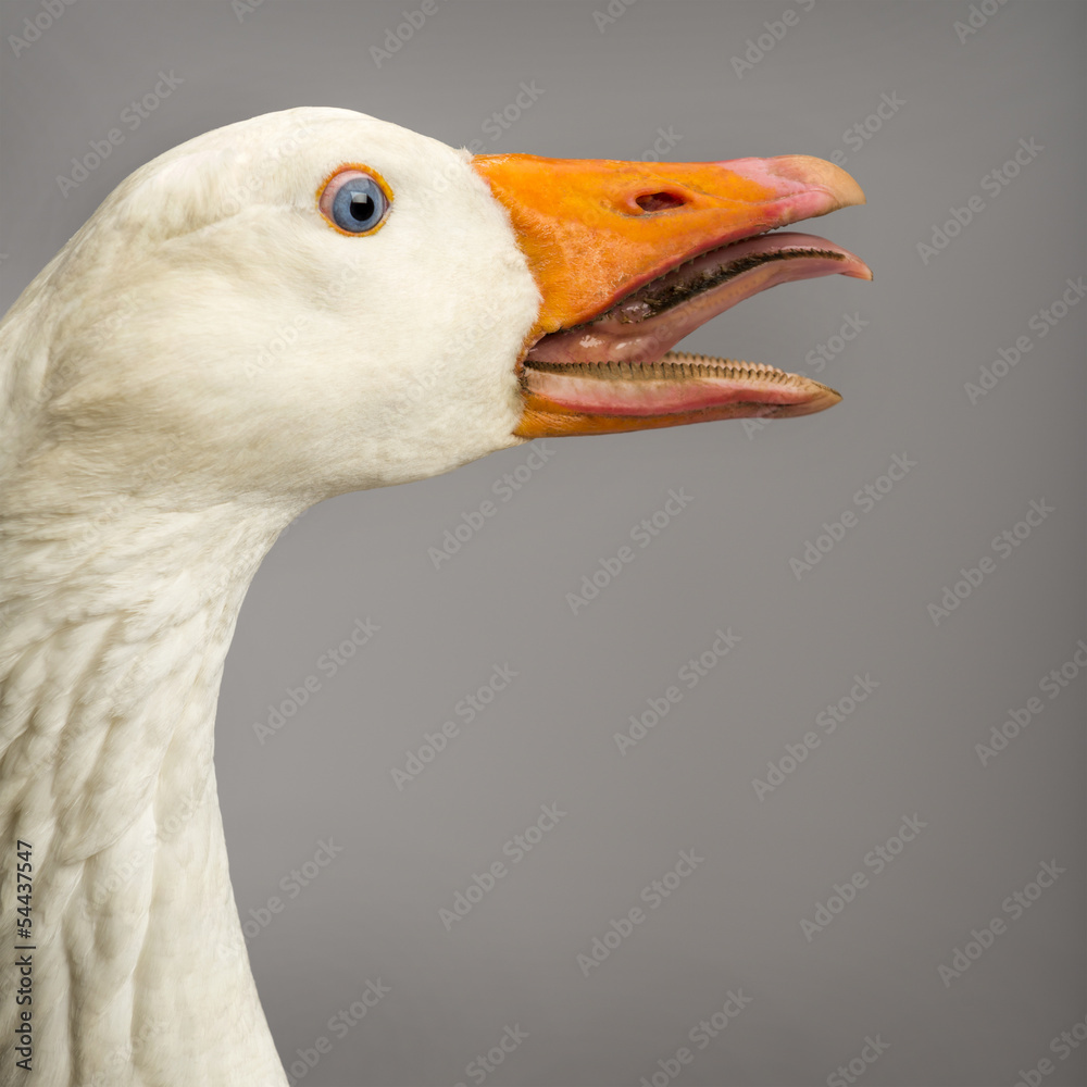 Close-up of a Domestic goose, Anser anser domesticus, clucking Close-up of a Domestic goose, Anser anser domesticus, clucking