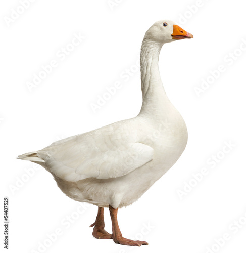 Fotografie, Tablou Domestic goose, Anser anser domesticus, standing, isolated