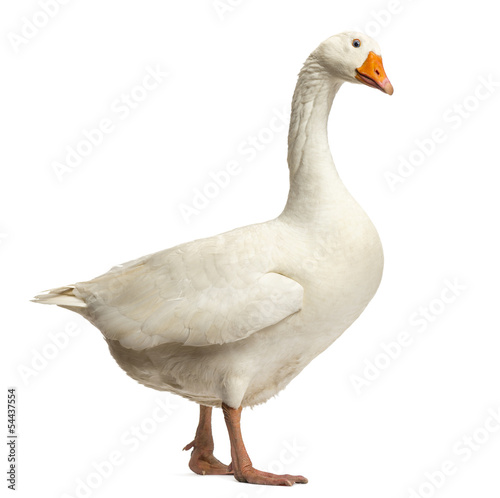 Tablou canvas Domestic goose, Anser anser domesticus,standing and looking down
