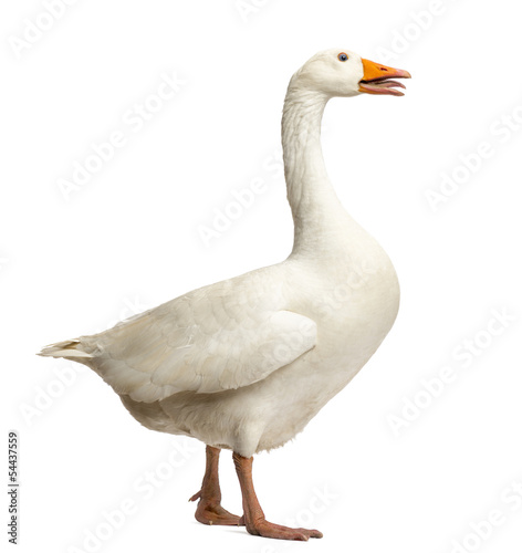 Domestic goose, Anser anser domesticus, standing and clucking
