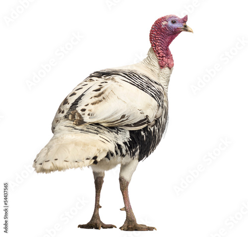 Rear view of a Turkey, Meleagris gallopavo, standing, isolated
