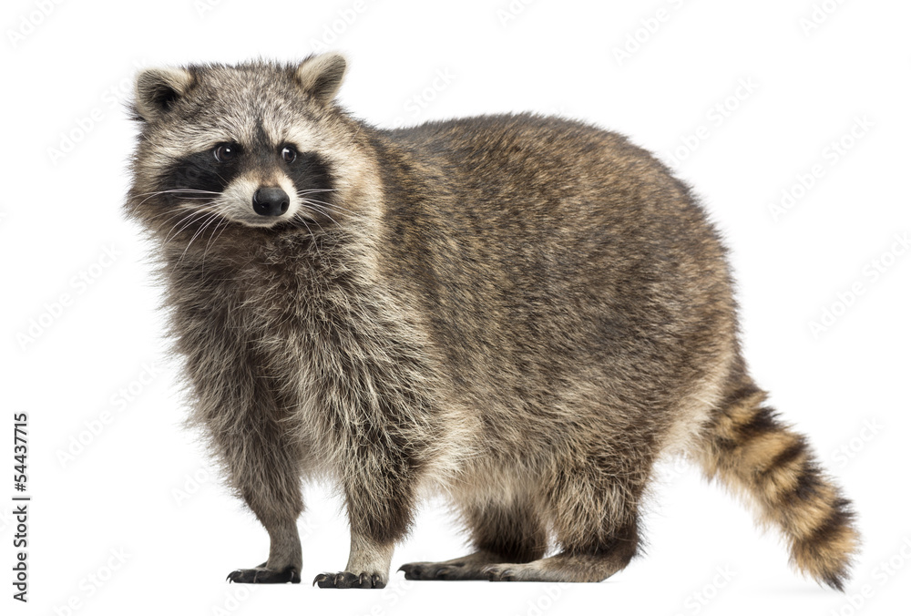 Racoon, Procyon Iotor, standing, isolated on white