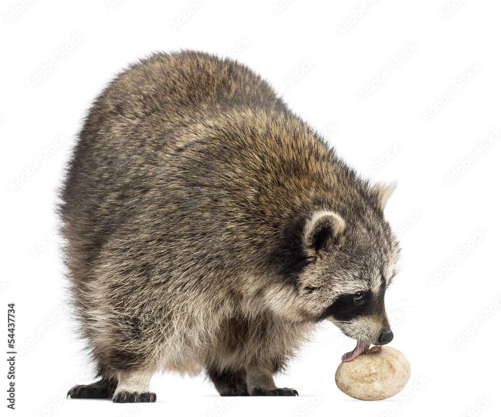 Fototapeta premium Racoon, Procyon Iotor, standing, eating an egg, isolated