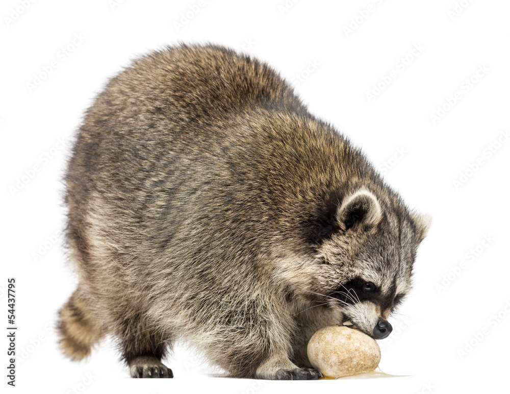 Racoon, Procyon Iotor, standing, eating an egg, isolated Racoon, Procyon Iotor, standing, eating an egg, isolated