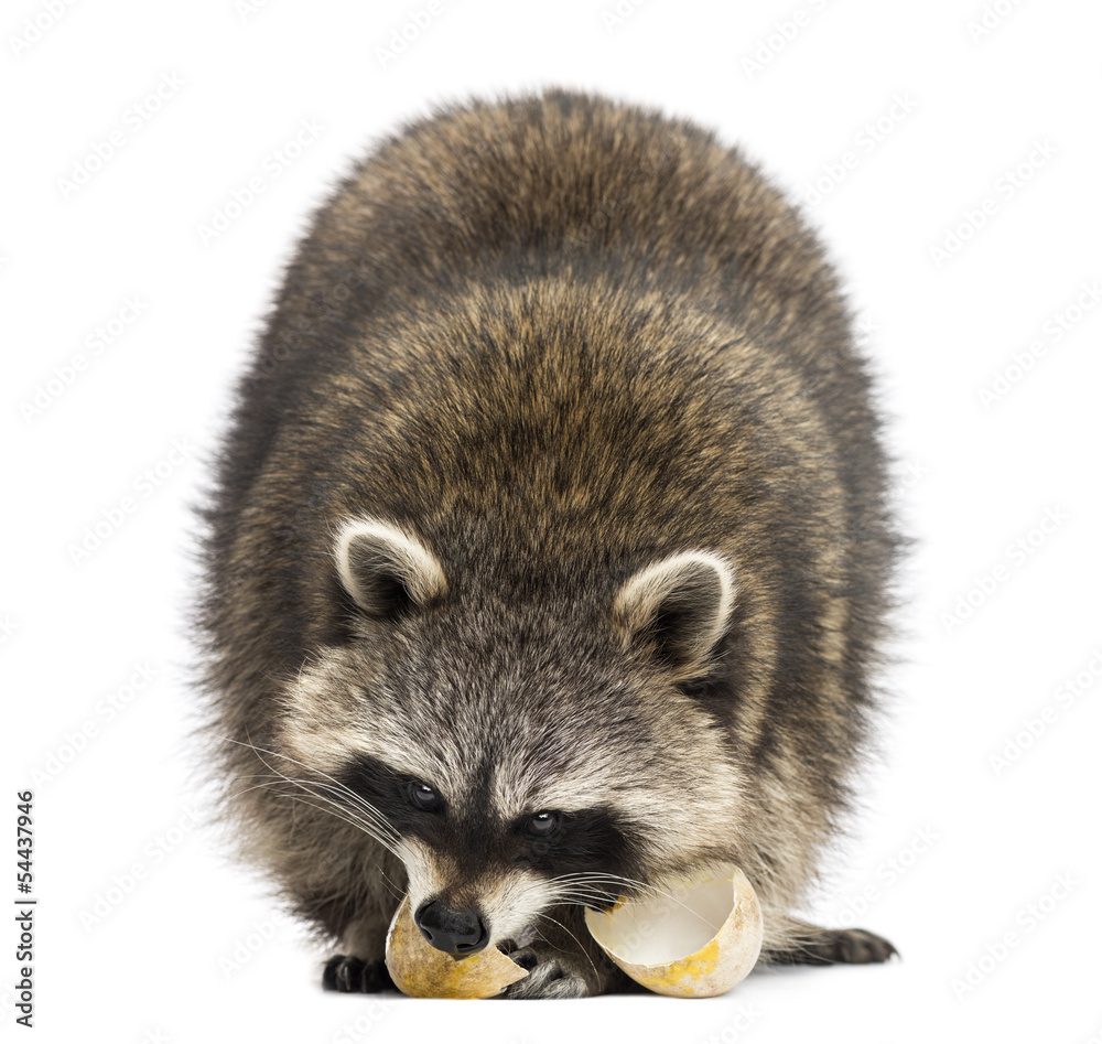 Racoon, Procyon Iotor,  standing, eating an egg, isolated
