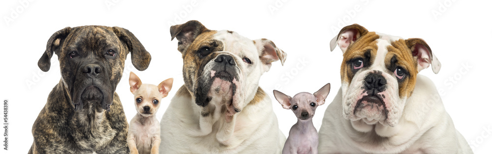 Close-up of a group of dogs, isolated on white