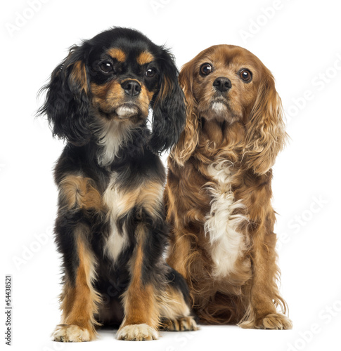 Two Cavalier King Charles sitting, isolated on white