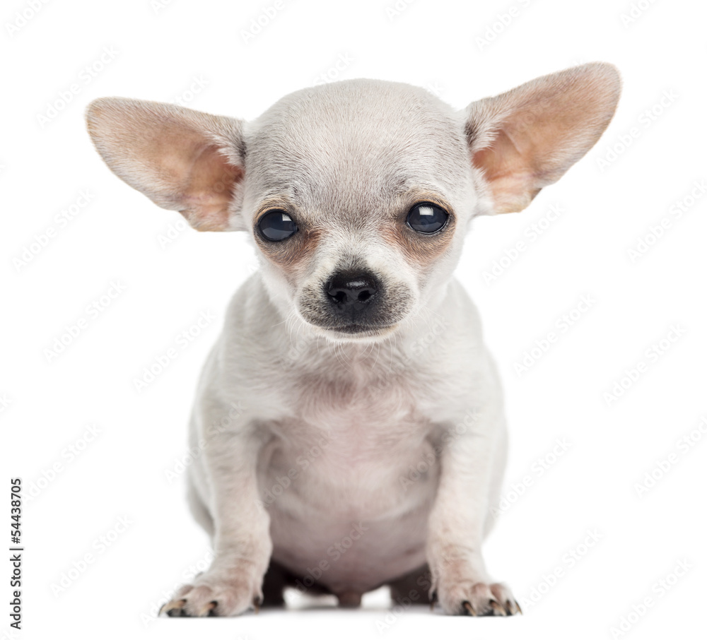 Chihuahua puppy sitting, looking at the camera, 4 months old, is Chihuahua puppy sitting, looking at the camera, 4 months old, is