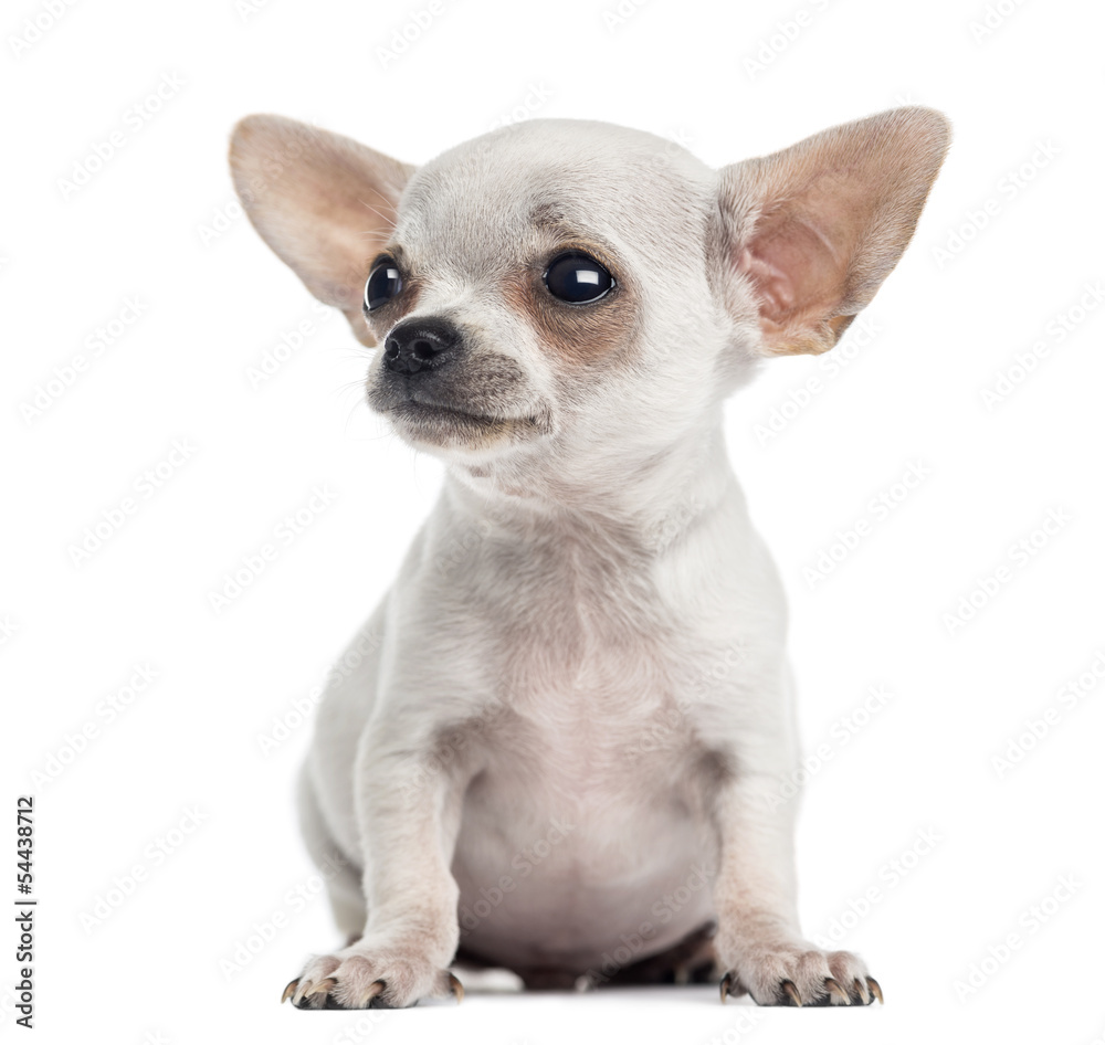 Chihuahua puppy sitting, looking up, 4 months, isolated on white