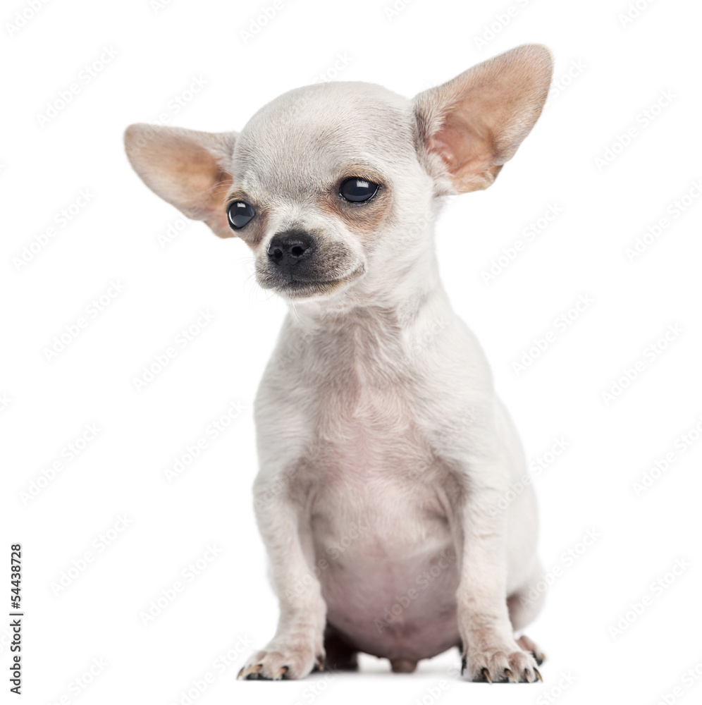 Chihuahua puppy sitting, 4 months, isolated on white