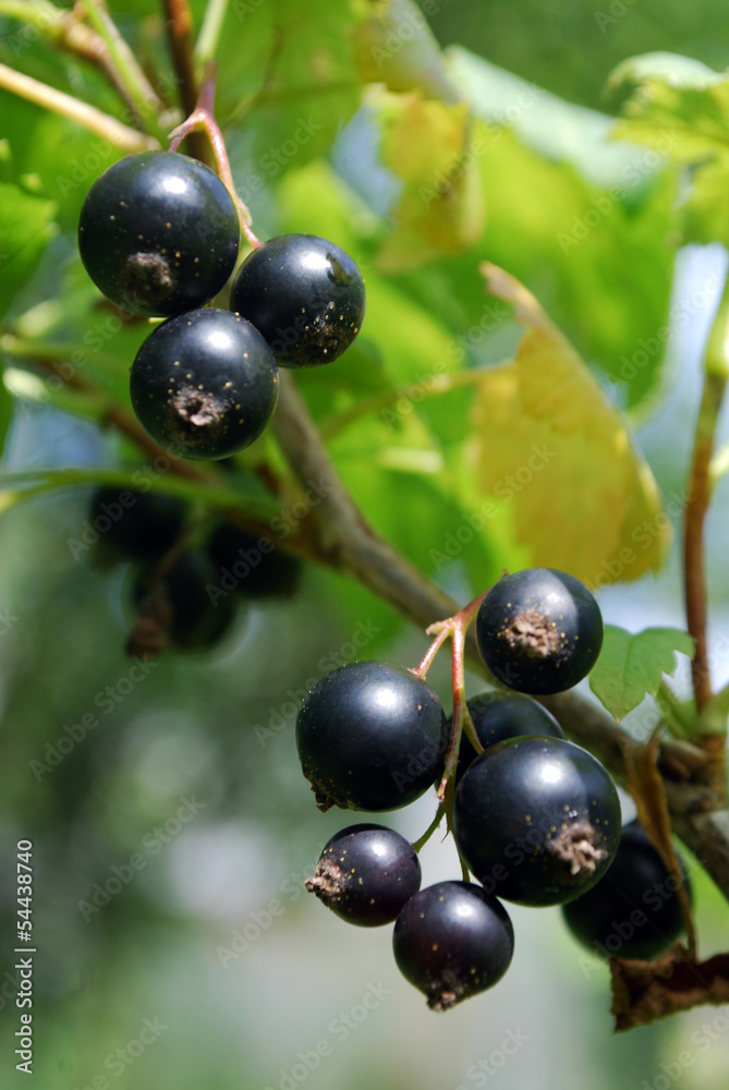 A branch of the ripe berries of a black currant. A branch of the ripe berries of a black currant.