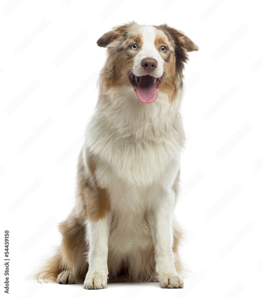 Australian Shepherd puppy, sitting and panting, 10 months old Australian Shepherd puppy, sitting and panting, 10 months old