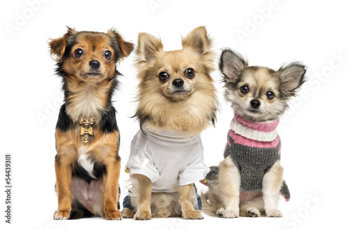 Group of dressed up Chihuahuas  isolated on white