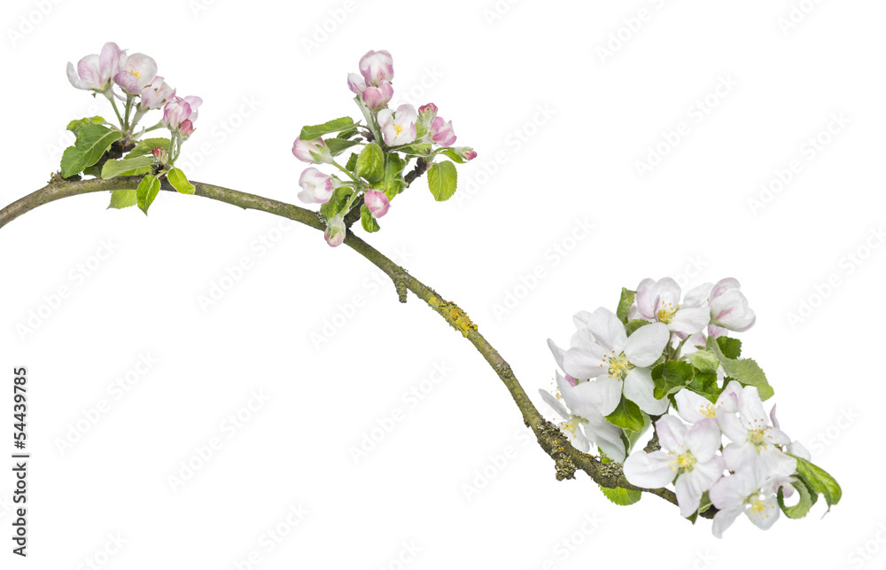 Fototapeta premium Branch of a blossoming Japanese cherry, Prunus serrulata