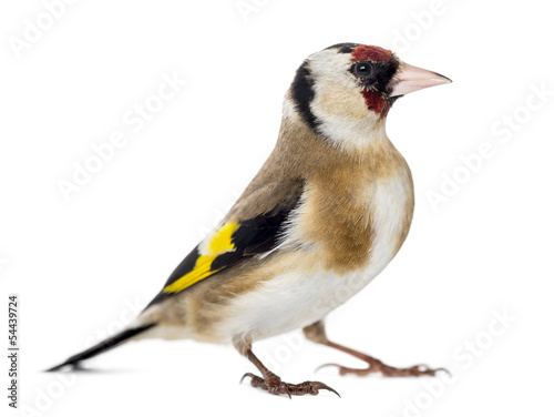 Fototapeta European Goldfinch, carduelis carduelis, standing, isolated
