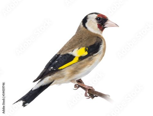 European Goldfinch, carduelis carduelis, perched on a branch © Eric Isselée