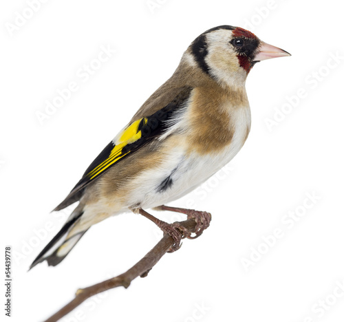 European Goldfinch, carduelis carduelis, perched on a branch