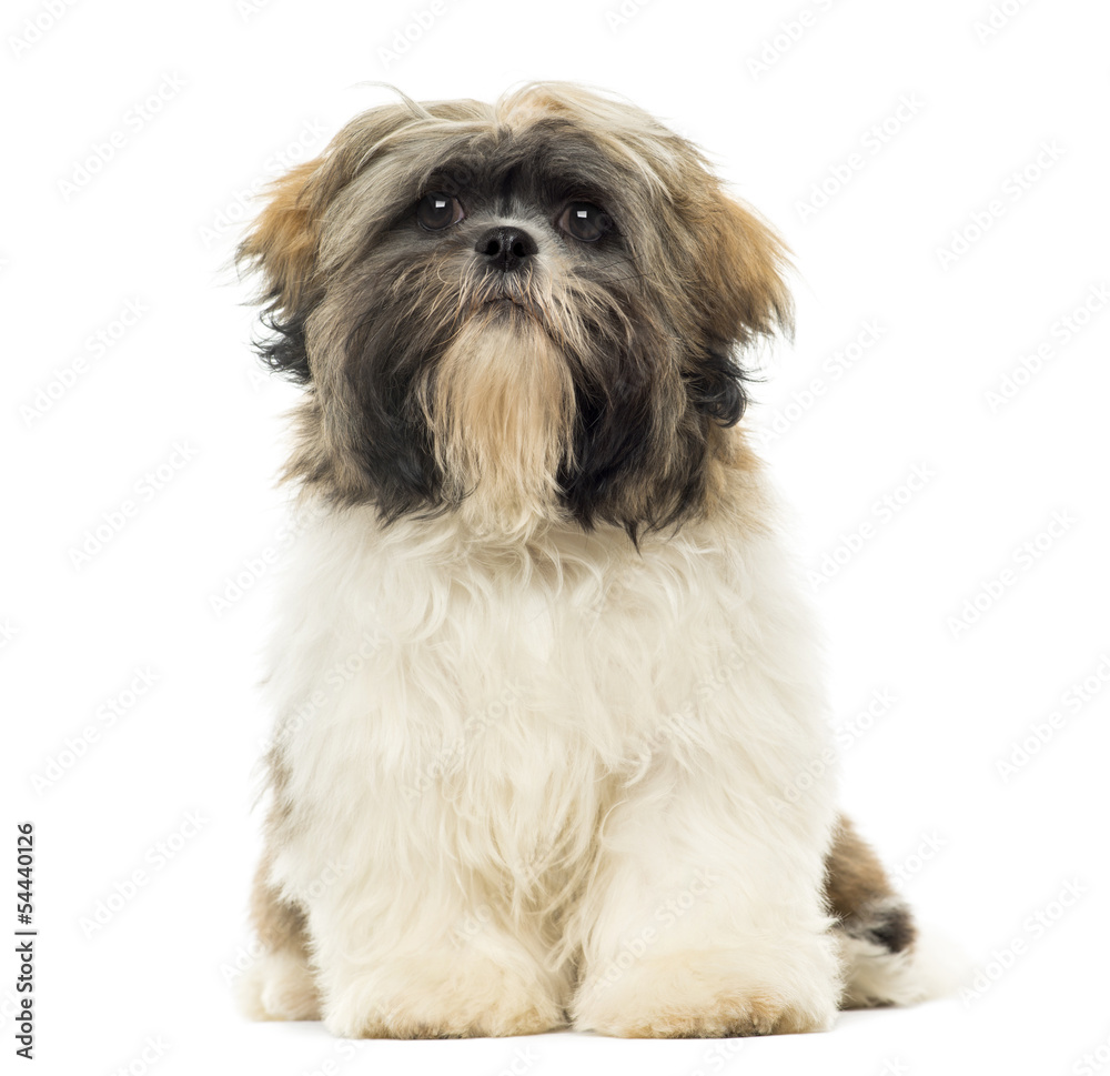 Shih Tzu puppy sitting, facing, isolated on white Shih Tzu puppy sitting, facing, isolated on white