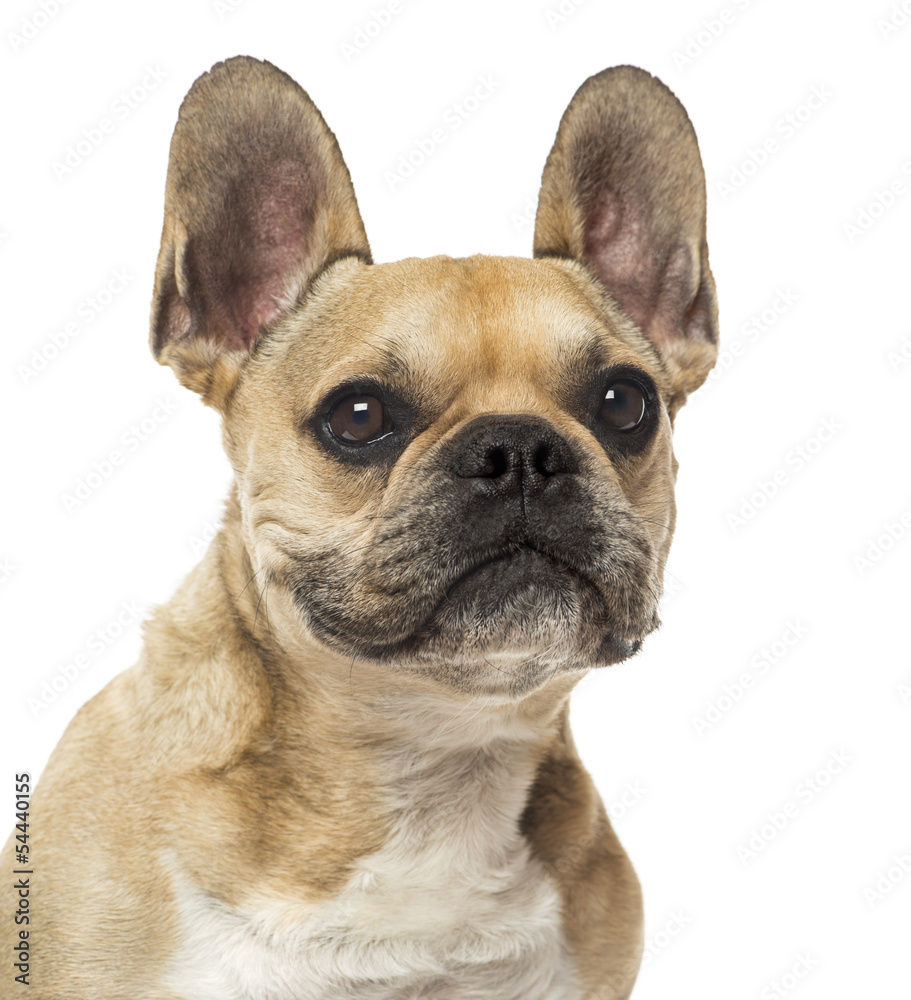 Close-up of a French Bulldog, 8 years old, isolated on white