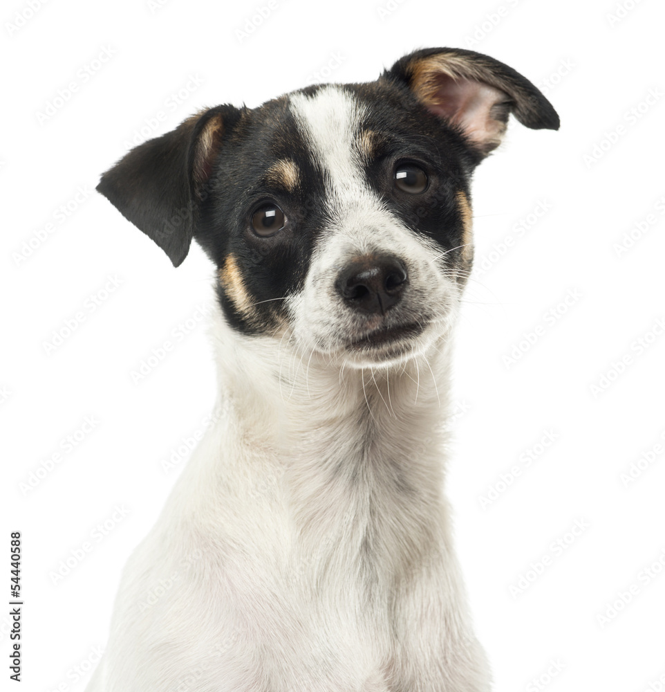 Close up of a crossbreed, isolated on white