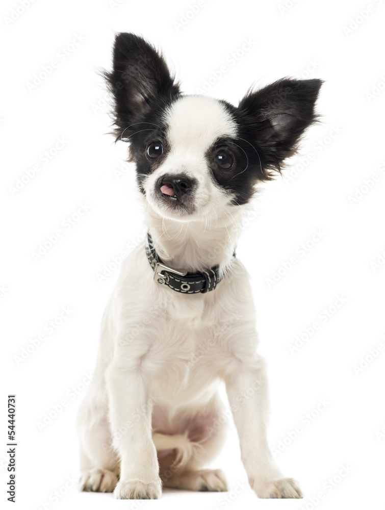 Harelip Chihuahua sitting, isolated on white