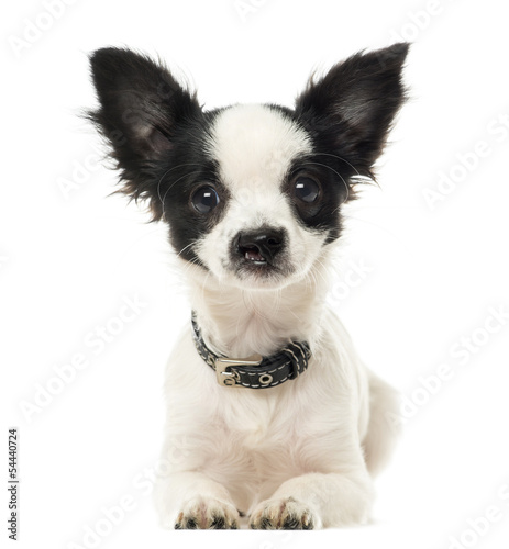 Obraz na plátně Harelip Chihuahua lying, facing, isolated on white