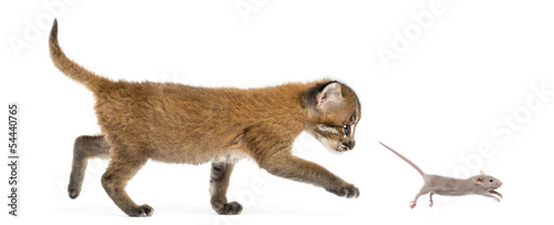 Side view of an Asian golden cat chasing a young mouse, isolated