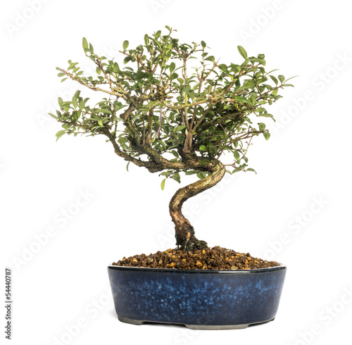 Honeysuckle bonsai tree, Lonicera caprifolium, isolated on white
