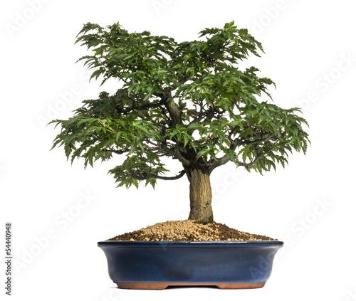 Japanese Maple or Shishigashira bonsai tree, Acer Palmatum