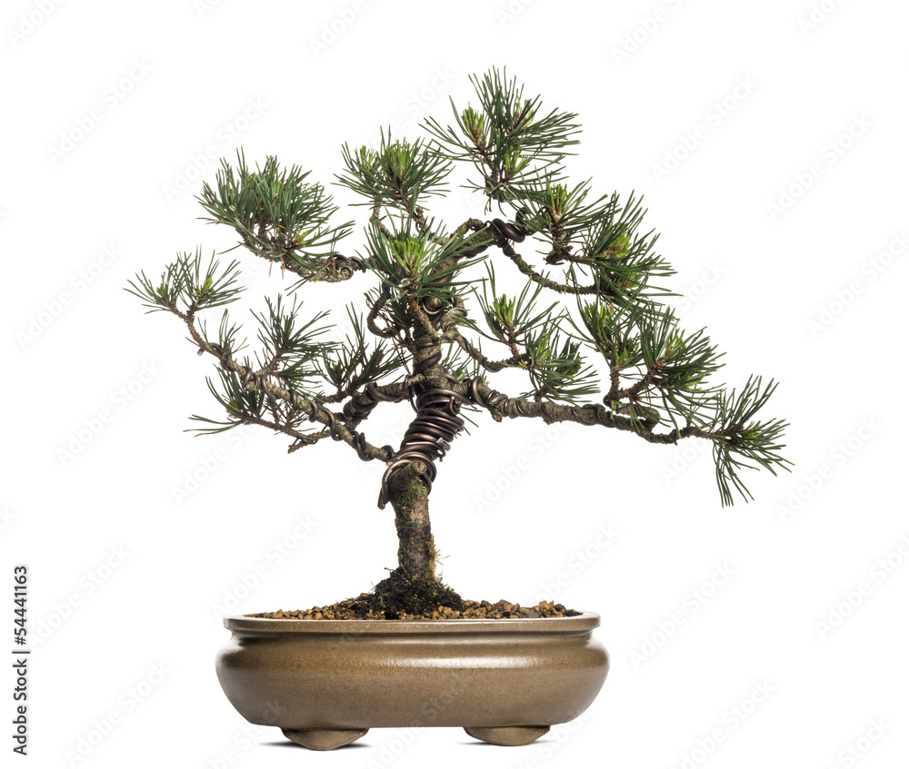 Scots pine bonsai tree, Pinus sylvestris, isolated on white Scots pine bonsai tree, Pinus sylvestris, isolated on white