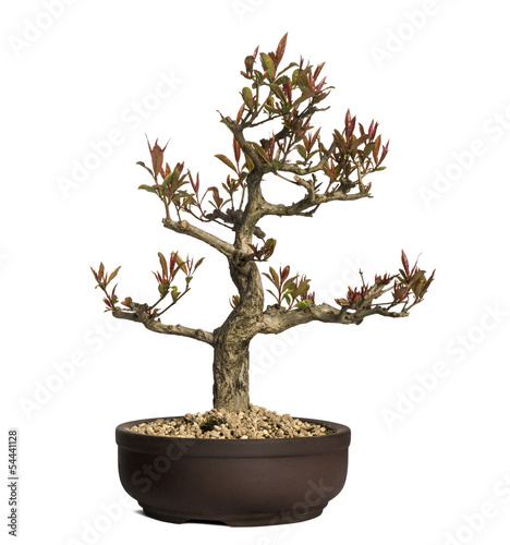 Pomegranate bonsai tree, Punica granatum, isolated on white