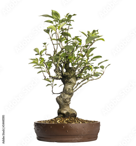 Malus Perpetu bonsai tree, isolated on white photo