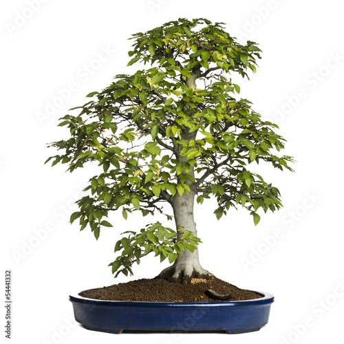 Beech bonsai tree, fagus sylvatica, isolated on white