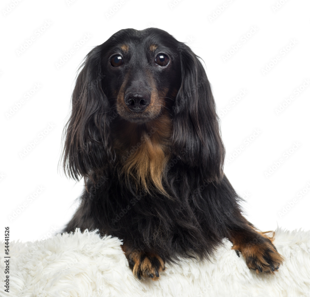 Close-up of a Dachshund, isolated on white Close-up of a Dachshund, isolated on white