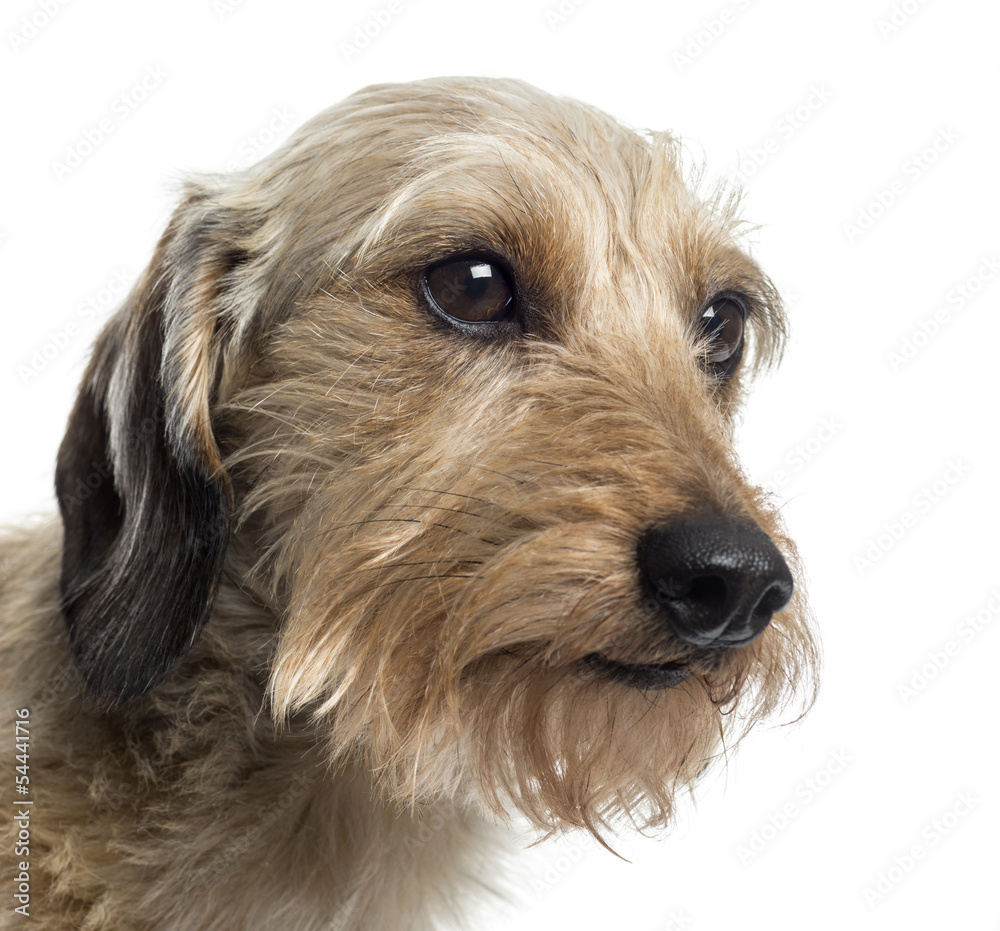 Close up of a Dachshund, isolated on white Close up of a Dachshund, isolated on white