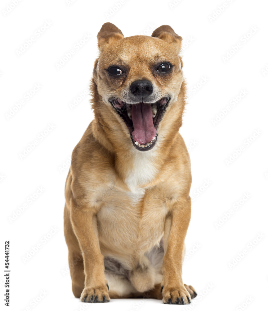 Chihuahua sitting, yawning, isolated on white