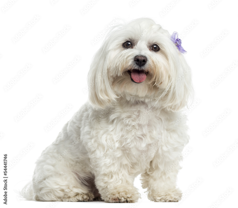 Maltese sitting, panting, isolated on white Maltese sitting, panting, isolated on white