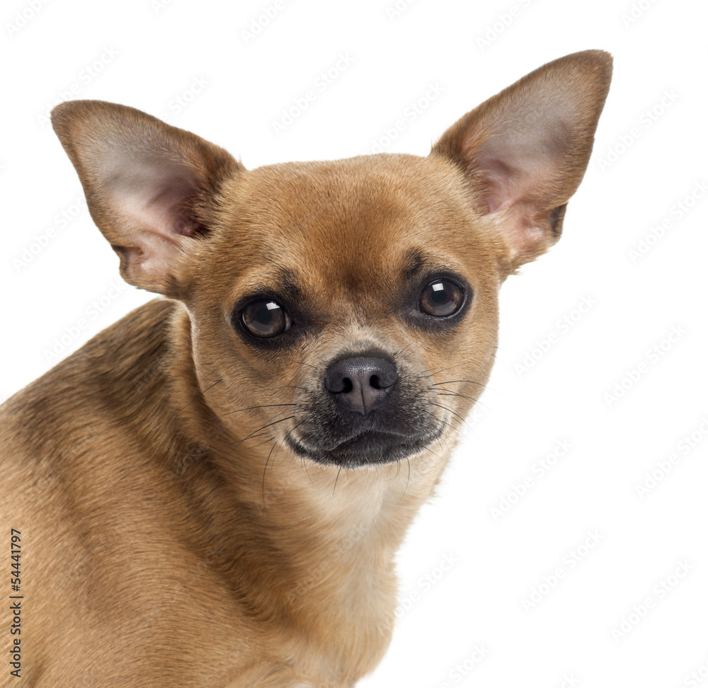 Close up of a Chihuahua looking at the camera, isolated on white