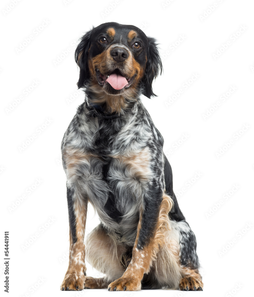 Brittany sitting and panting, isolated on white Brittany sitting and panting, isolated on white
