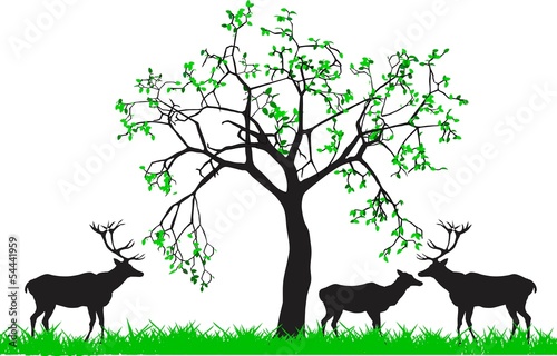 Deers under the tree