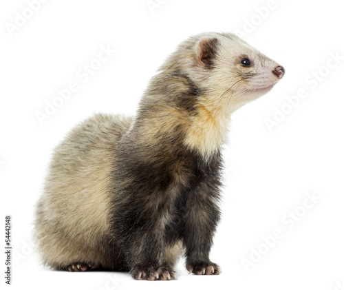 Ferret sitting, looking away, isolated on white