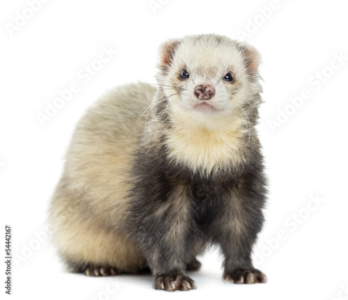 Ferret facing, isolated on white
