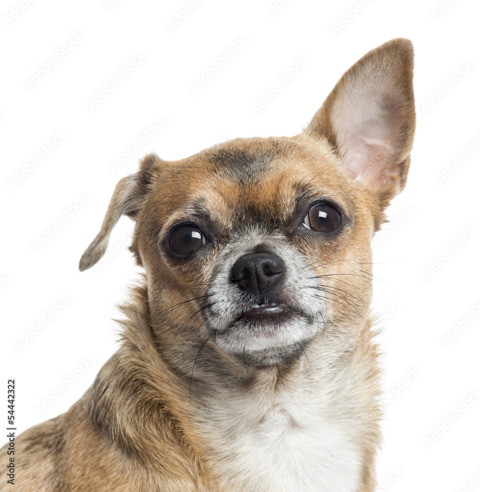 Close up of a Chihuahua, isolated on white