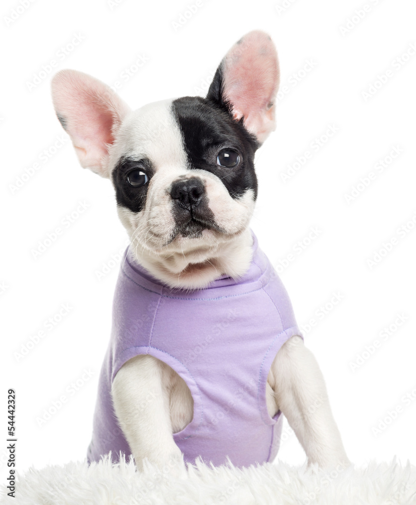 Close up of a dressed French Bulldog looking at the camera, isol