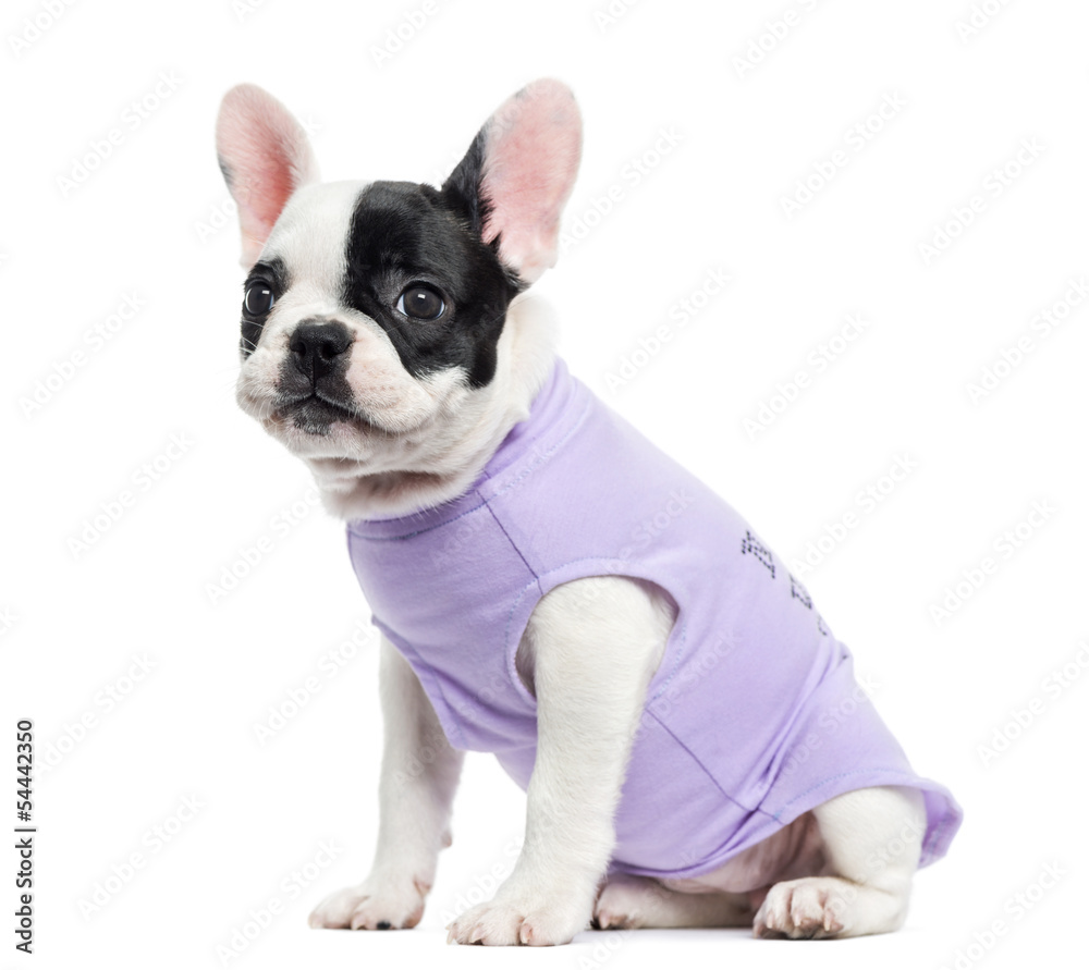 Fototapeta premium Dressed French Bulldog sitting, isolated on white