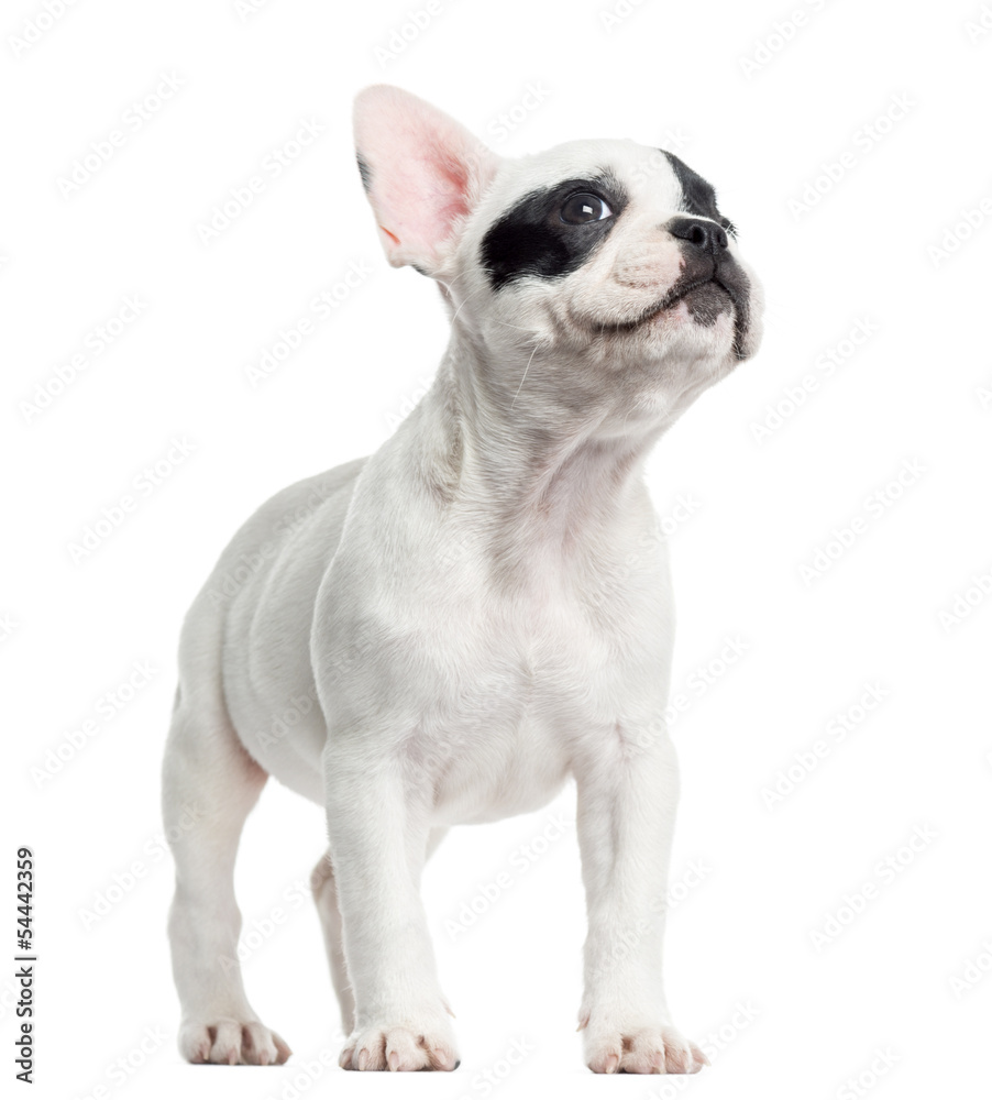 French bulldog standing, looking up, isolated on white